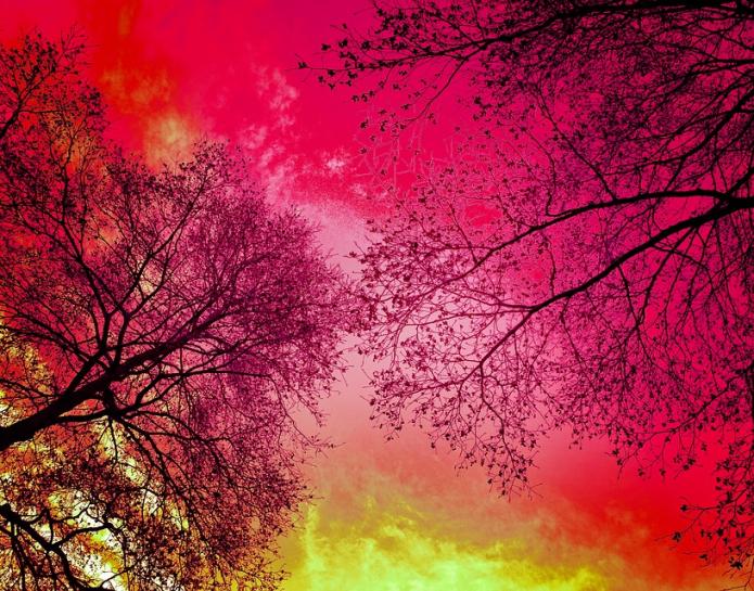 Red sunrise with trees