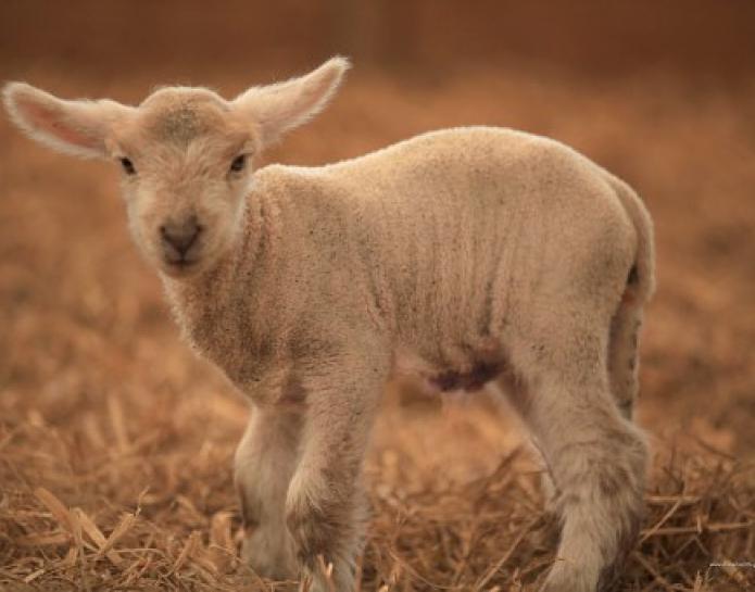 lamb standing in straw