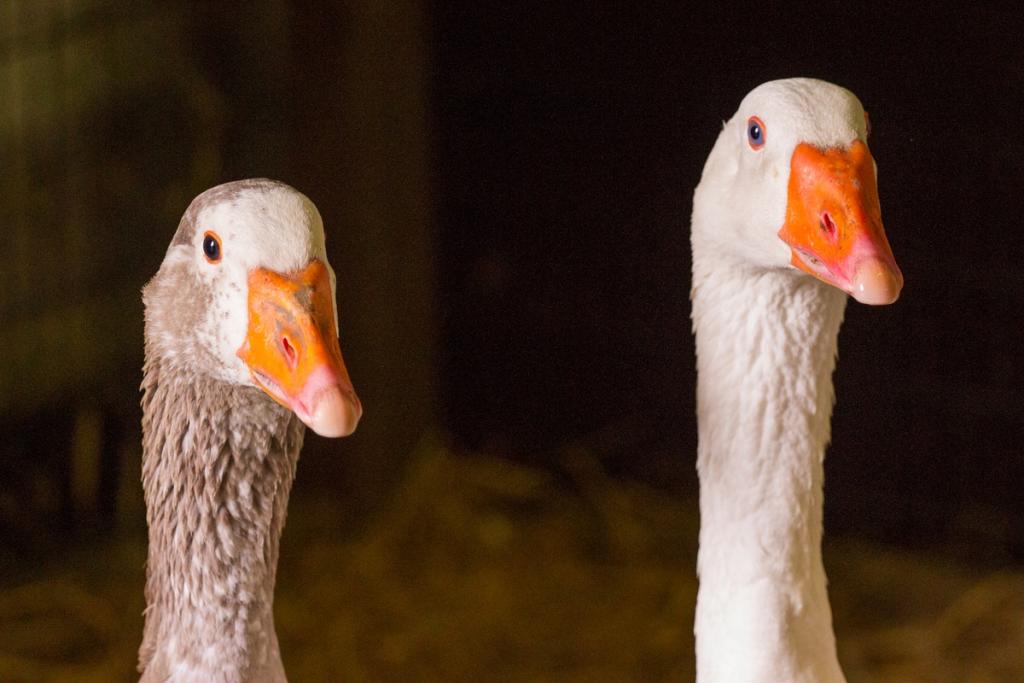 pair of geese