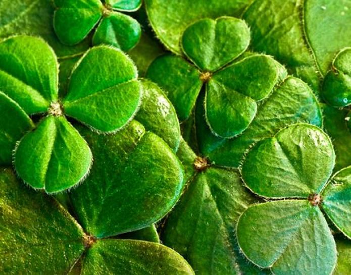 Shamrocks
