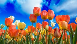 Orange and yellow tulips against a blue sky