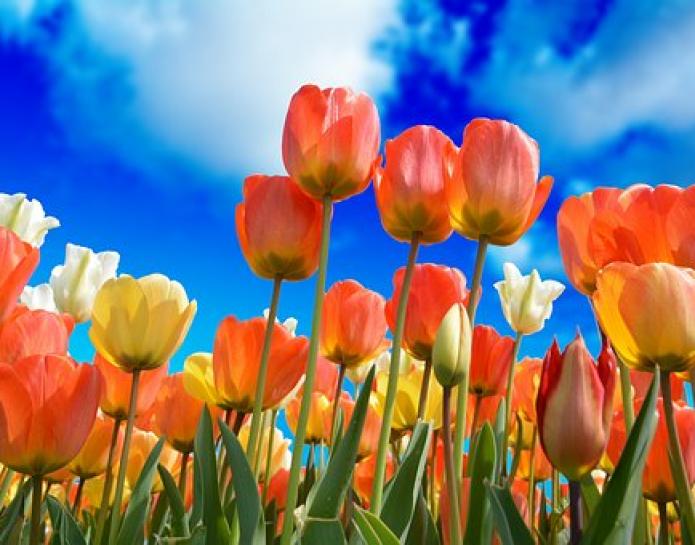 Orange and yellow tulips against a blue sky