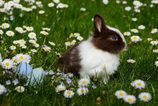 rabbit in field of daisies