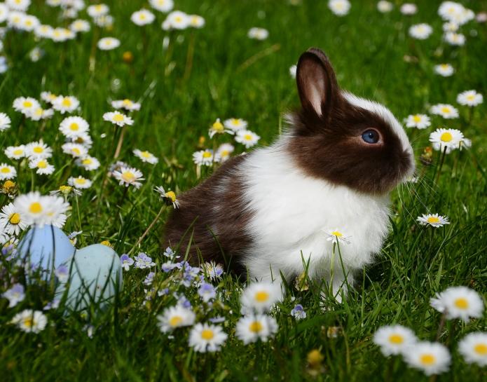 rabbit in field of daisies