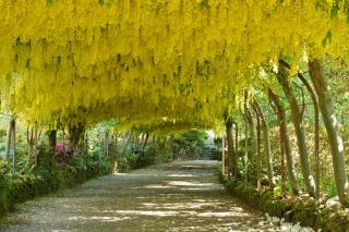 laburnum archway