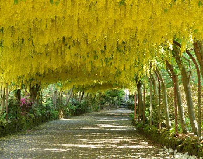 laburnum archway