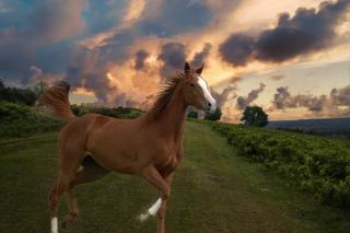 Chestnut horse in field at sunset