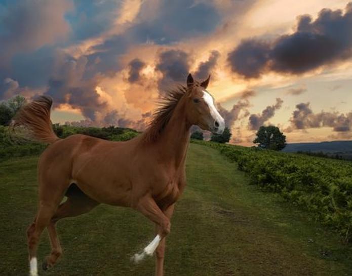 Chestnut horse in field at sunset