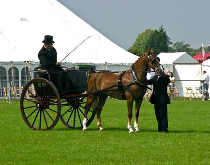 Horse and carriage on field