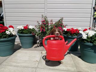 dog holding watering can in mouth