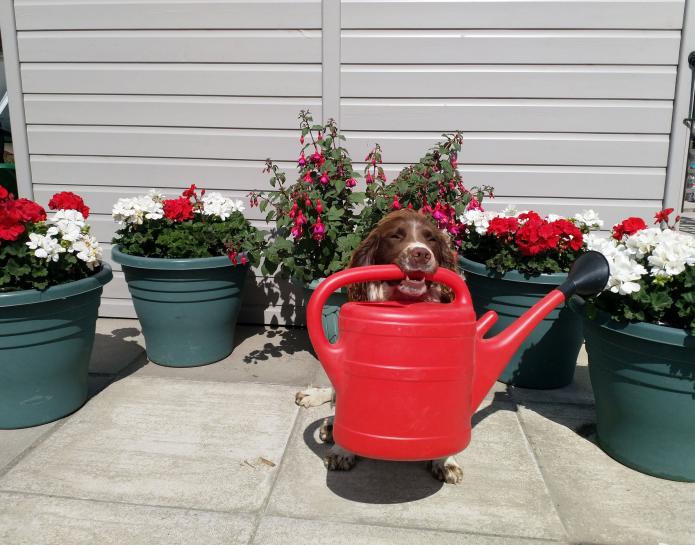 dog holding watering can in mouth