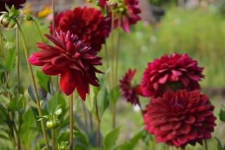 red dahlias