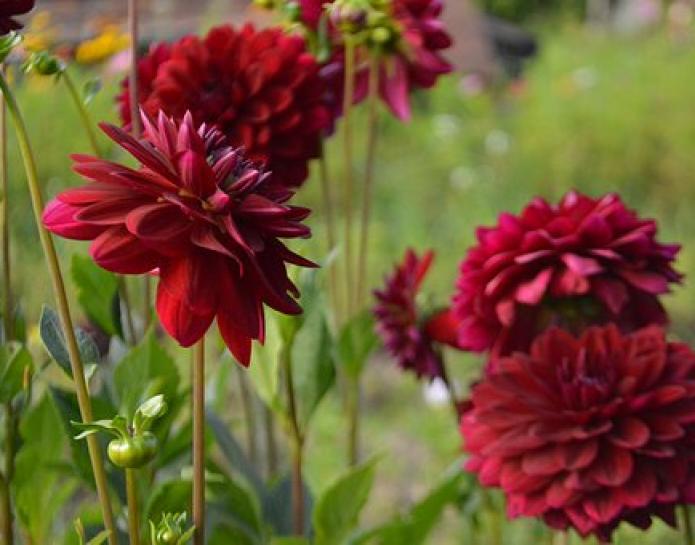 red dahlias