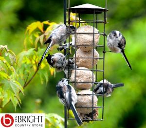 Bird feeders fat balls instagram