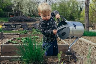 Child watering Vegetable garden