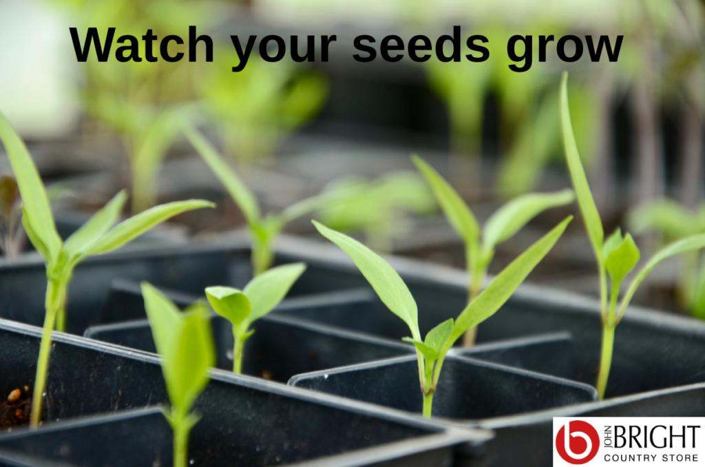 Watch your seeds grow