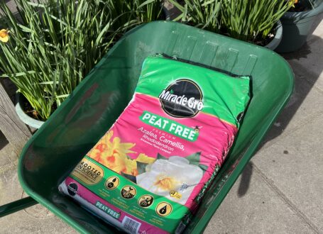 Miracle-Gro Peat Free Ericaceous Compost