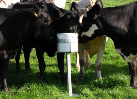 Badger Defence Lick Stand