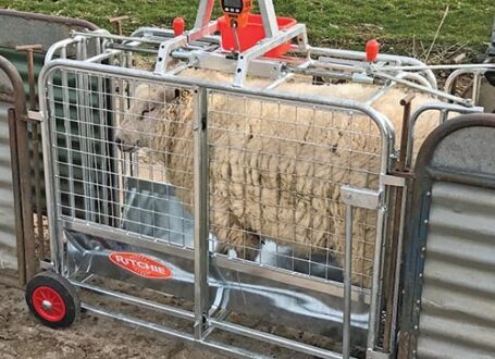 Richie digital lamb weigher
