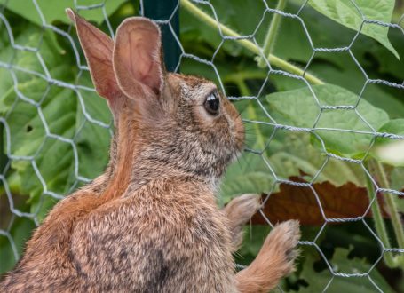 Rabbit Netting