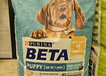 Beta puppy