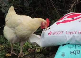 Layers Mash and Layers Pellets