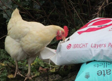 Layers Mash and Layers Pellets