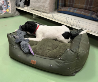 Puppy Essentials pup in dog bed header
