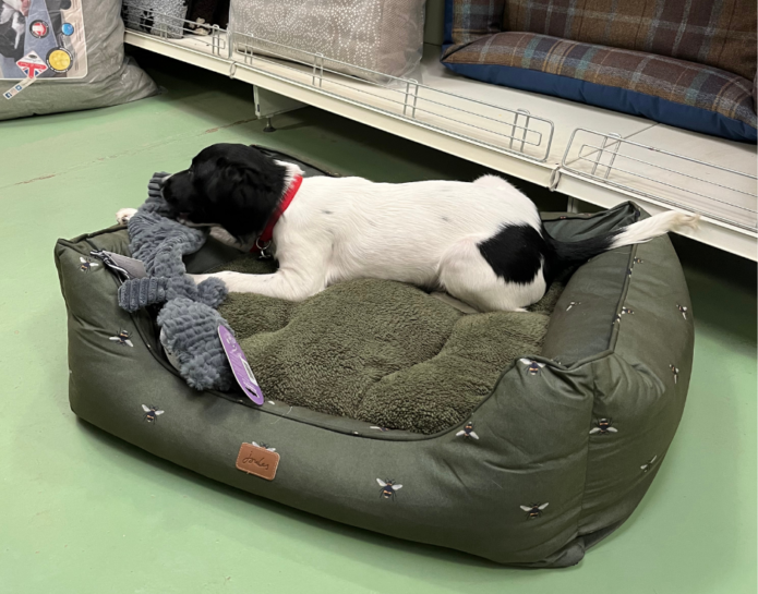 Puppy Essentials pup in dog bed header