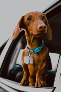 sausage dog with dog collar puppy essentials