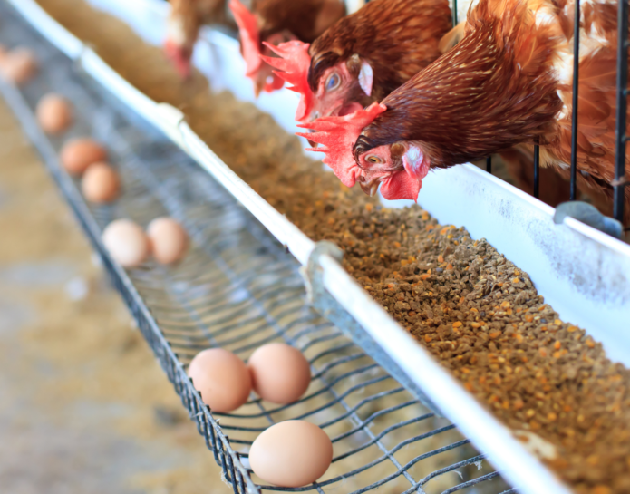 Animal Feed at John Bright fencing header