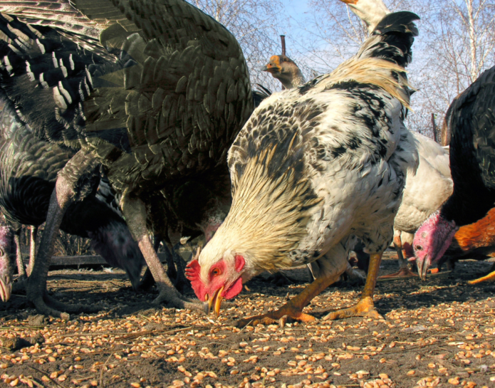 poultry eating Animal Feed at John Bright Fencing