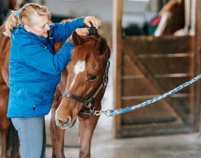 horse in the stable Animal Feed at John Bright Fencing