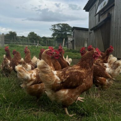 Animal Feed & Bedding