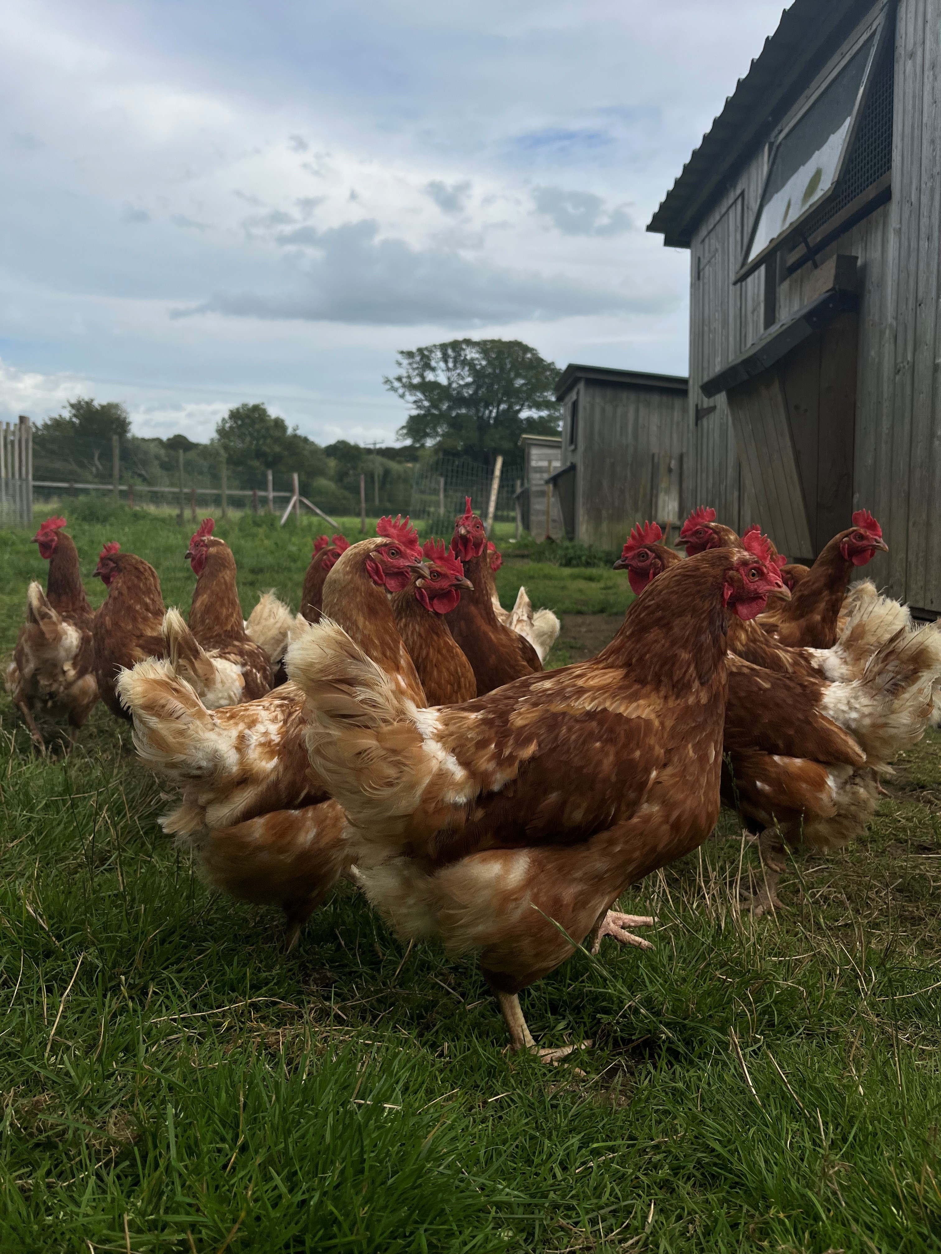 Animal Feed & Bedding